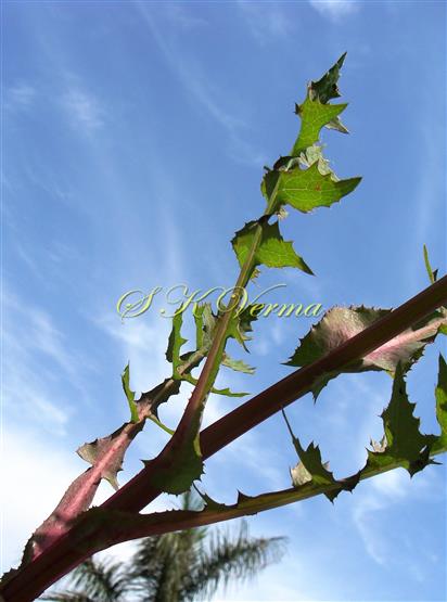  Lower cauline leaves